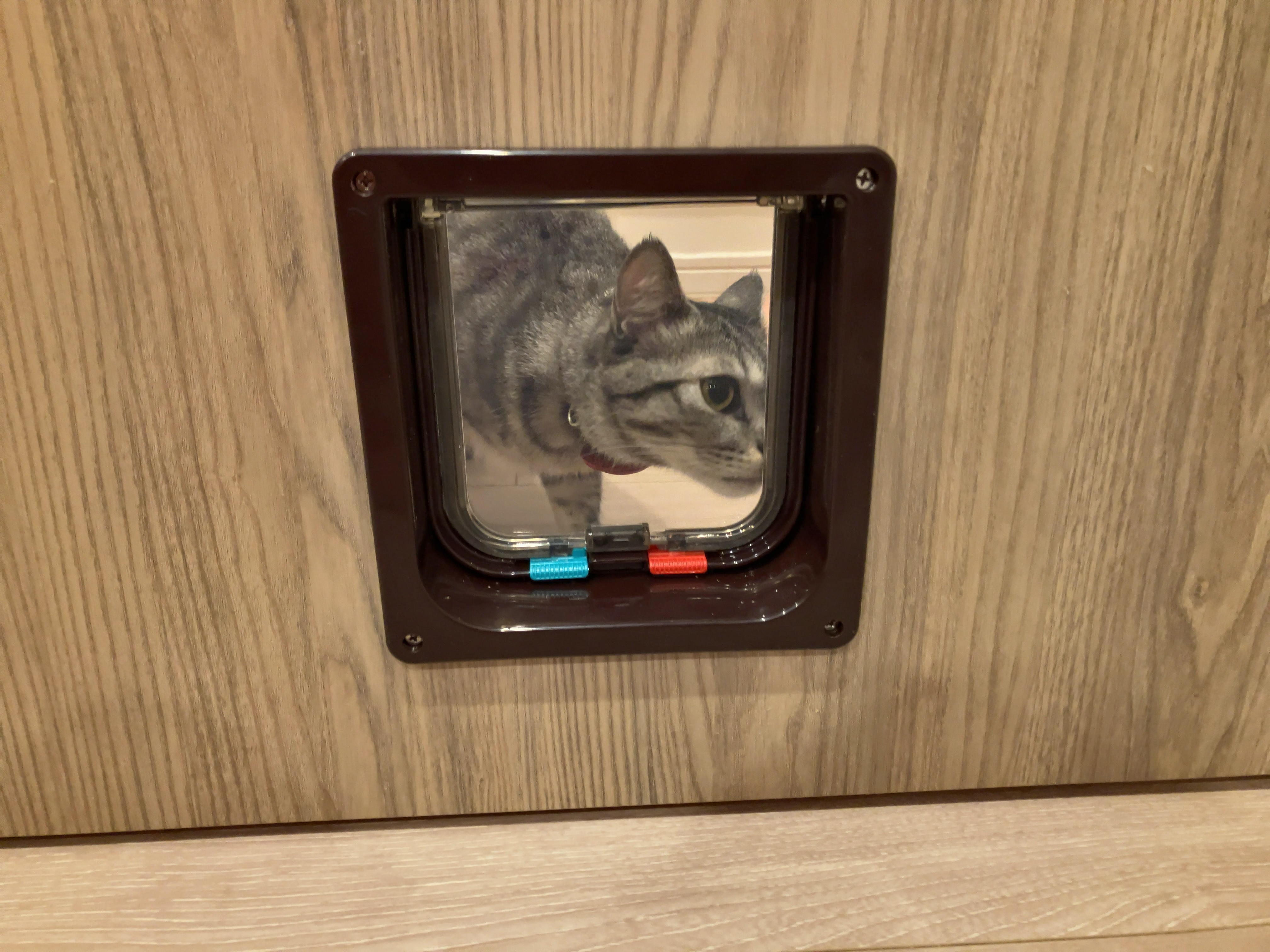 キャットドア 3