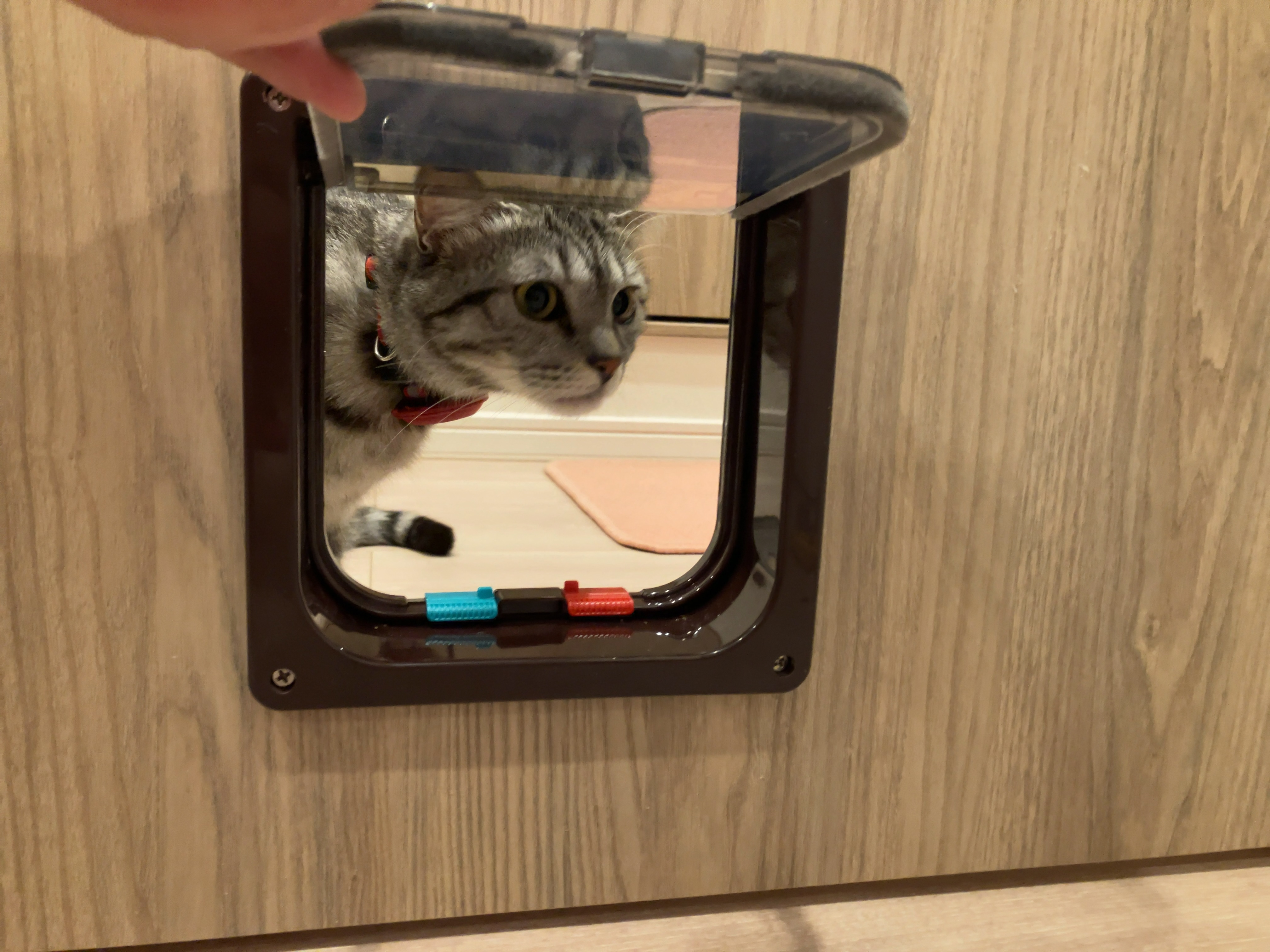 キャットドア 4
