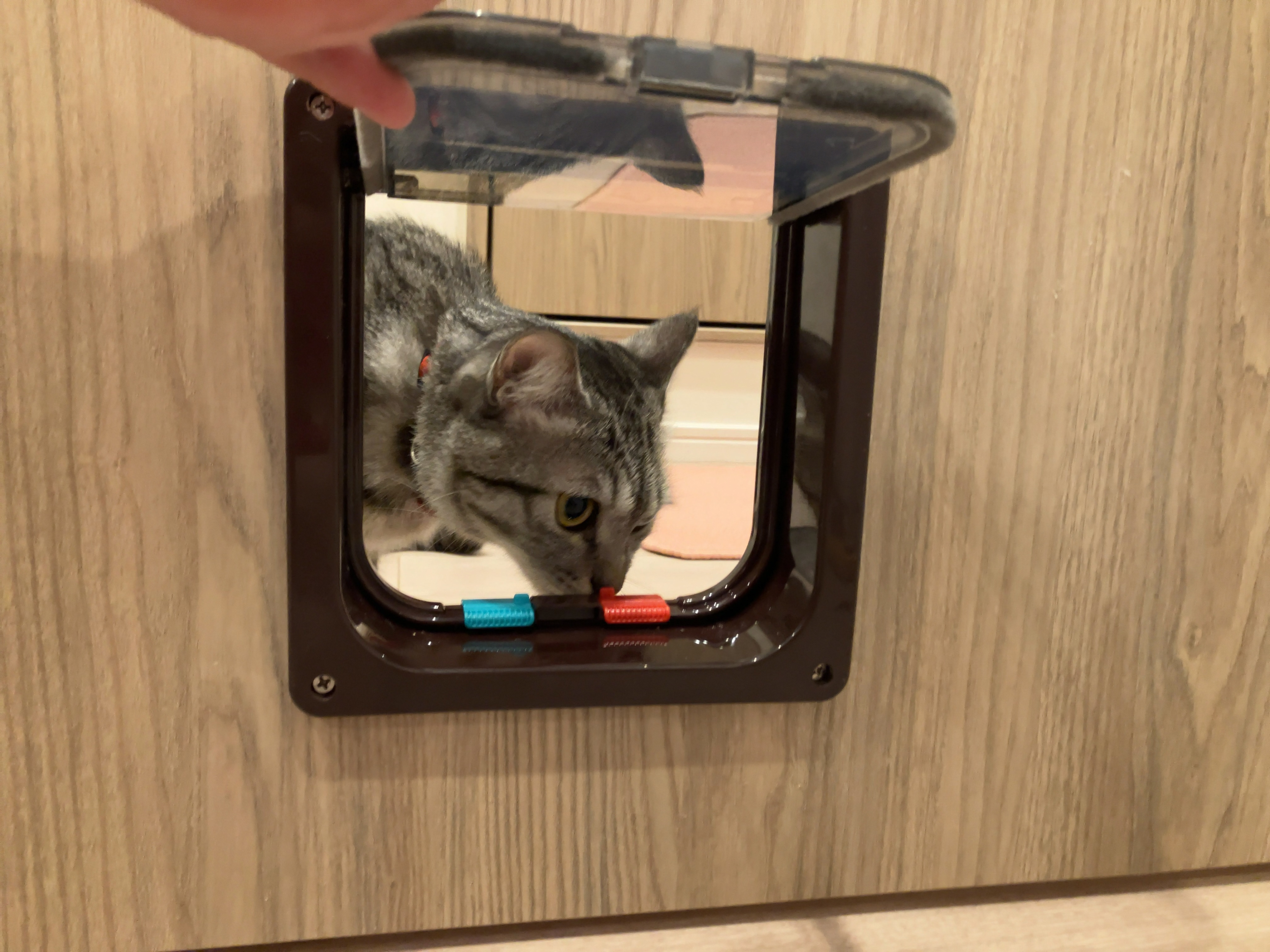 キャットドア 5