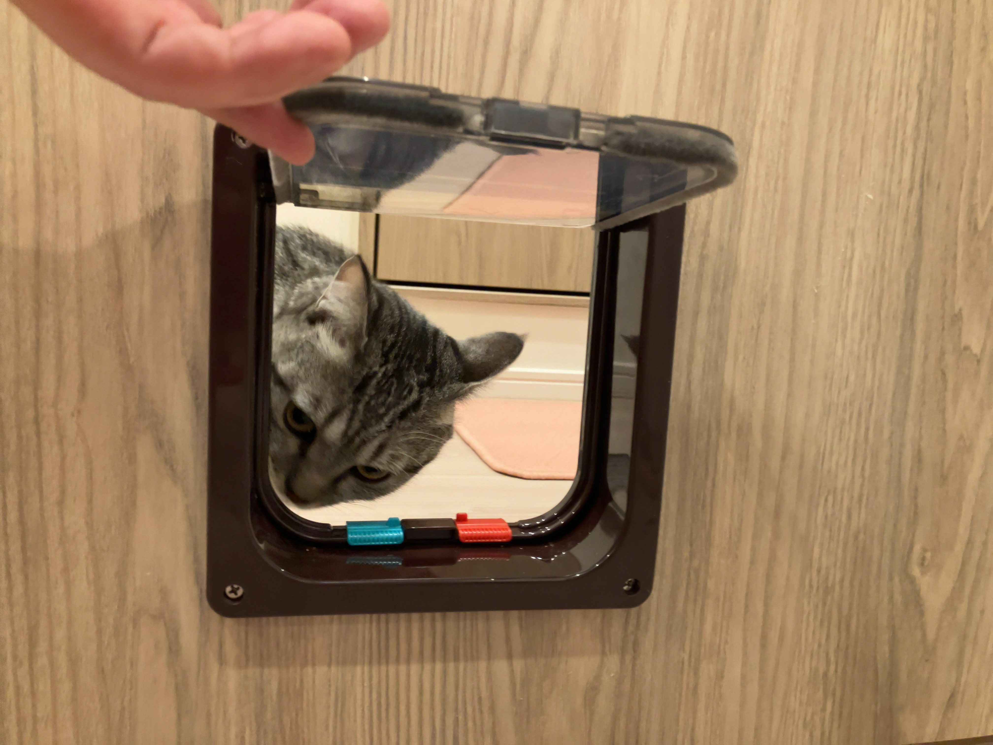 キャットドア 6
